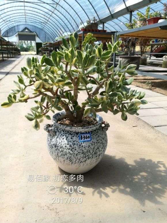 西安哪里有多肉大棚 谁知道地址