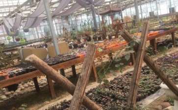 石家庄第1个多肉大棚地址在哪里 正定