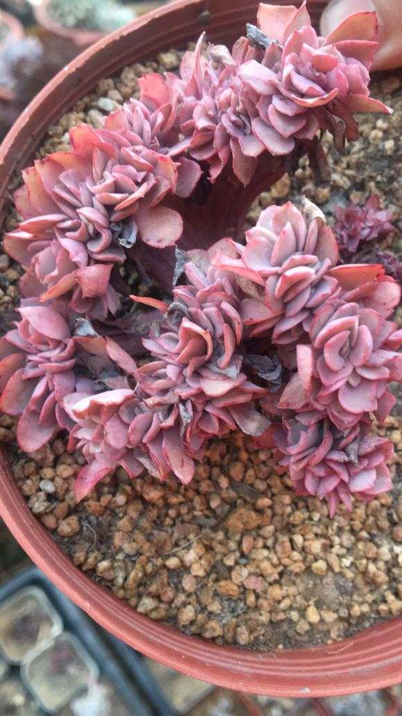 石家庄第2个多肉大棚地址