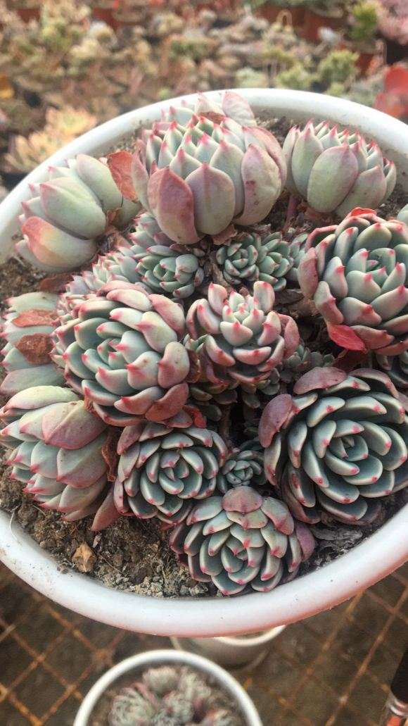 石家庄第2个多肉大棚地址