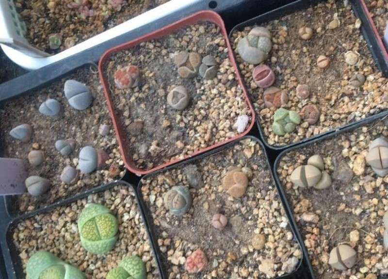 石家庄第2个多肉大棚地址