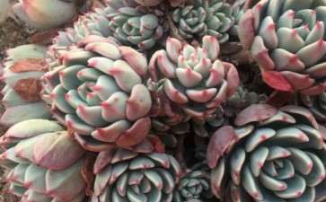 石家庄第2个多肉大棚地址 西三环兴东路