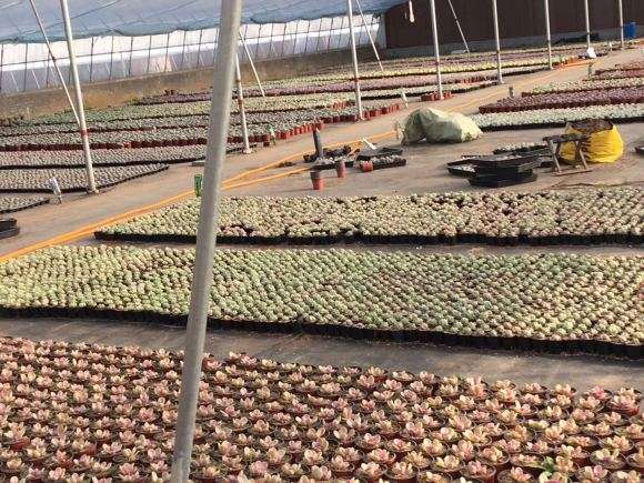 石家庄几个多肉大棚之间有什么区别