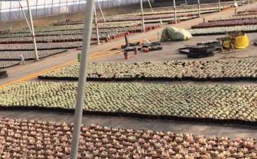 石家庄几个多肉大棚之间有什么区别