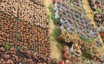 西安柳林铺多肉大棚地址在哪里