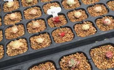 西安哪里有多肉大棚 谁知道地址