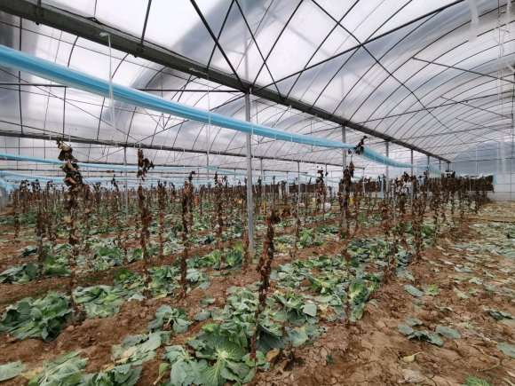 给推荐一些不耐寒的多肉植物