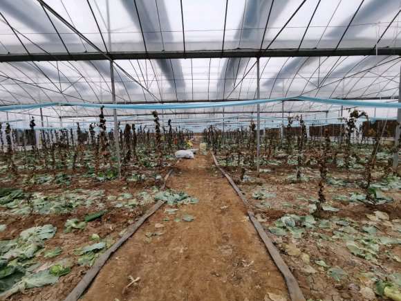 给推荐一些不耐寒的多肉植物