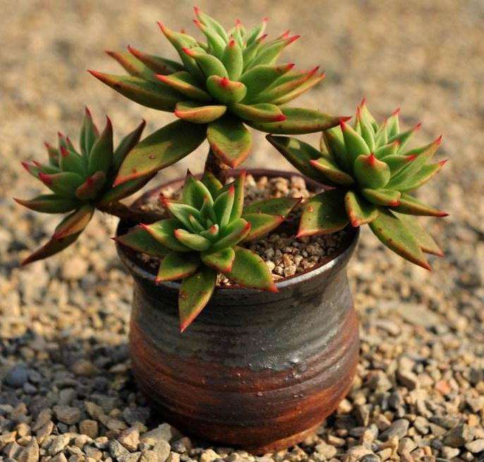 给推荐一些不耐寒的多肉植物