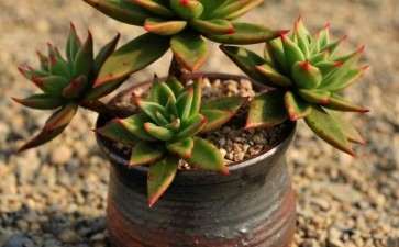 给推荐一些不耐寒的多肉植物 图片