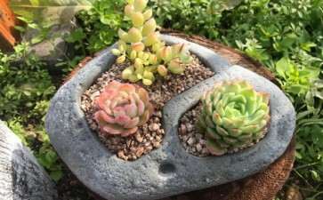 嘉兴多肉大棚地址在哪里 求联系方式