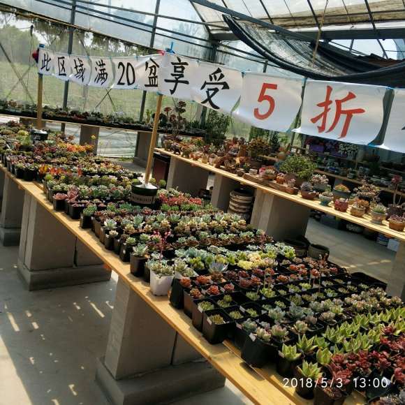 宁波多肉大棚地址在哪里