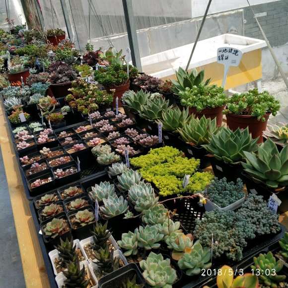 宁波多肉大棚地址在哪里