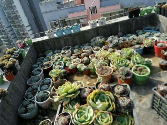 我在贵阳搭建多肉大棚的过程