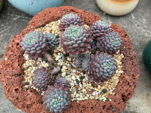 我在贵阳搭建多肉大棚的过程