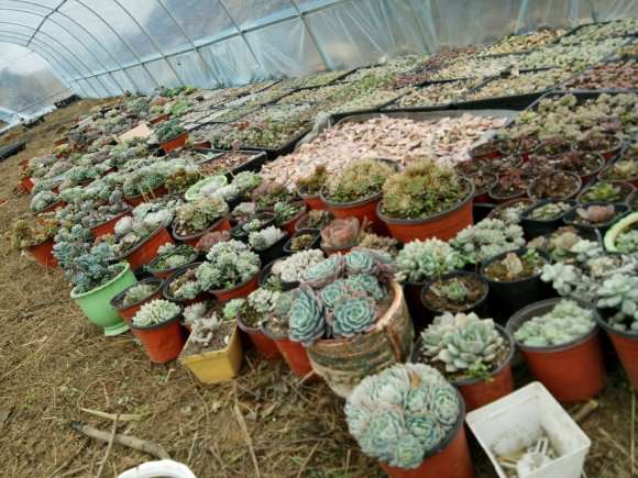 继续讲 我在贵阳搭建多肉大棚