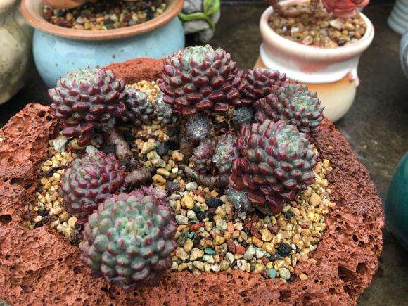 继续讲 我在贵阳搭建多肉大棚