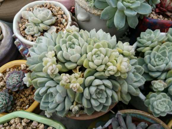 继续讲 我在贵阳搭建多肉大棚