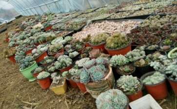 继续讲 我在贵阳搭建多肉大棚 图片