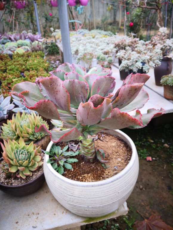 我想弄个多肉大棚 怎么样 可以吗