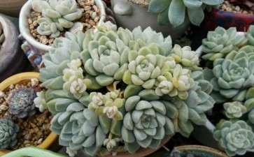 乐山市哪里有卖多肉的大棚 求地址