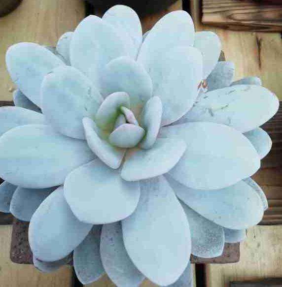 石家庄哪里有对外的多肉大棚 求地址