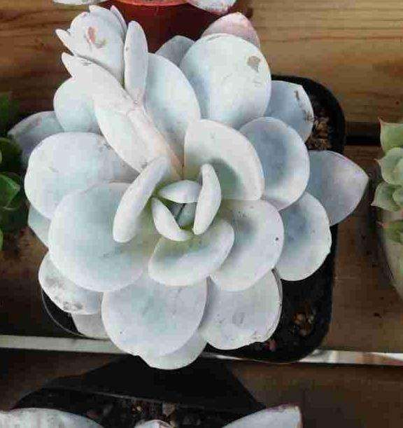 石家庄哪里有对外的多肉大棚 求地址