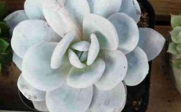 石家庄哪里有对外的多肉大棚 求地址