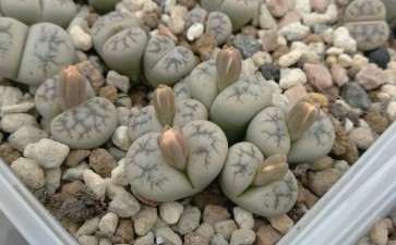 曲阜哪里有多肉大棚 求地址