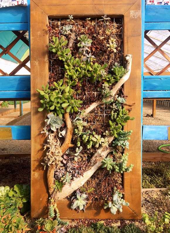 威海哪里有多肉大棚地址