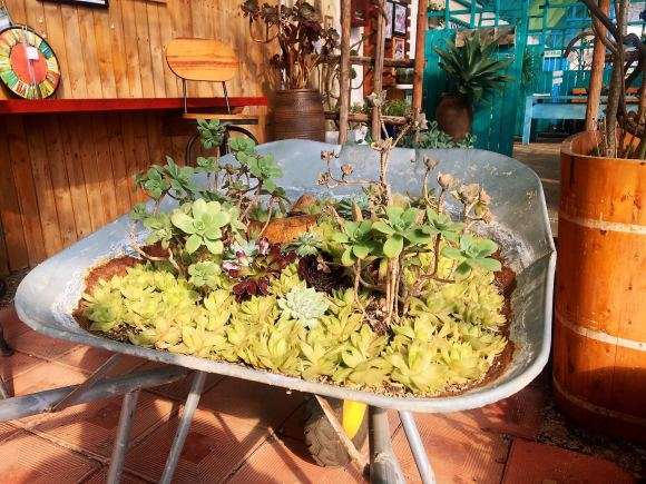 威海哪里有多肉大棚地址