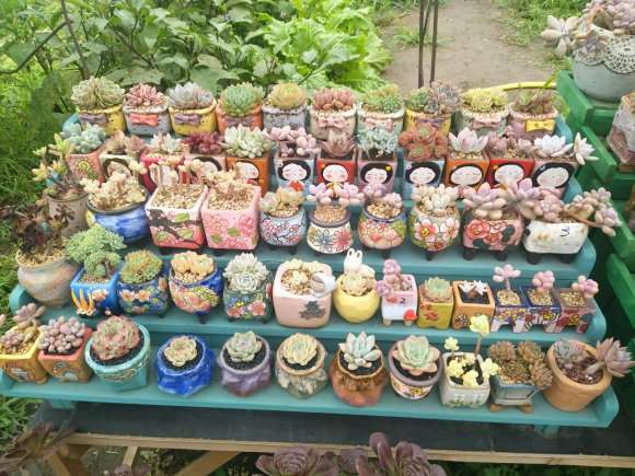 长春哪里有多肉大棚地址