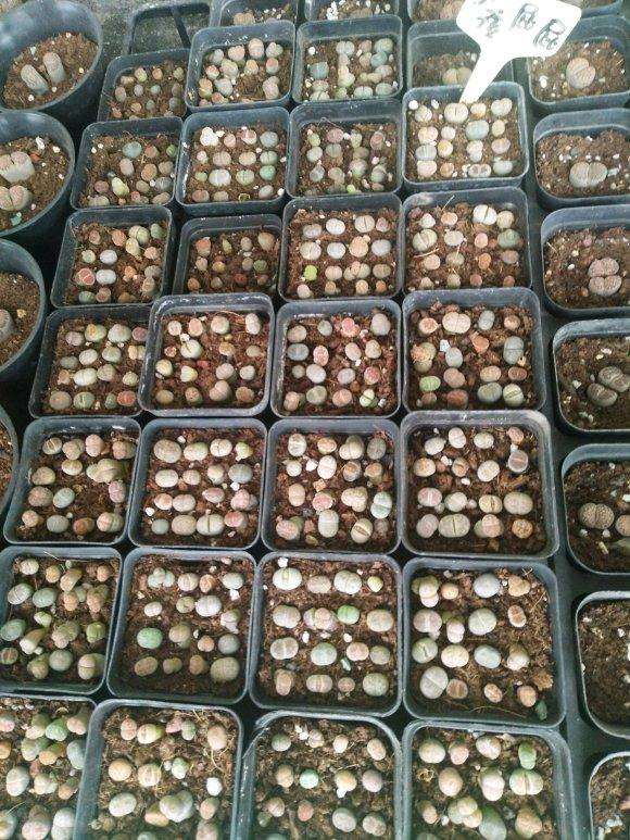 长春哪里有多肉大棚地址