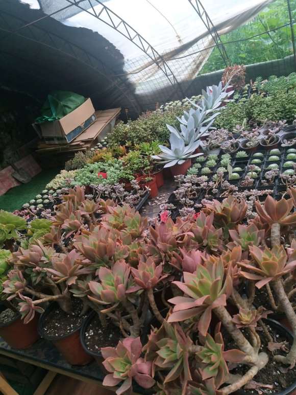 长春哪里有多肉大棚地址