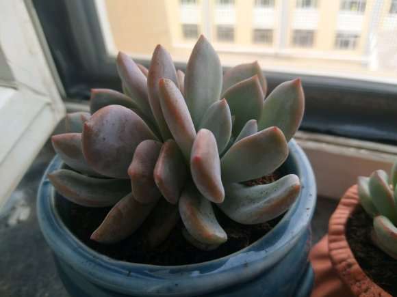 长春哪里有多肉大棚地址