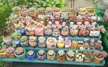 长春哪里有多肉大棚 地址华世园艺