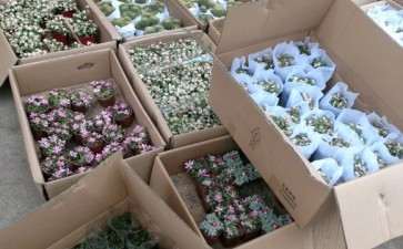 长春多肉大棚拍的图片 地址在华世园艺