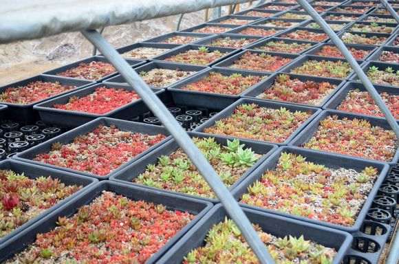 去韩国多肉进货 怎么做好日常安排