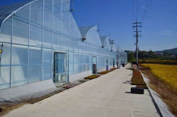 去韩国多肉进货 怎么做好日常安排