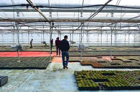 去韩国多肉进货 怎么做好日常安排