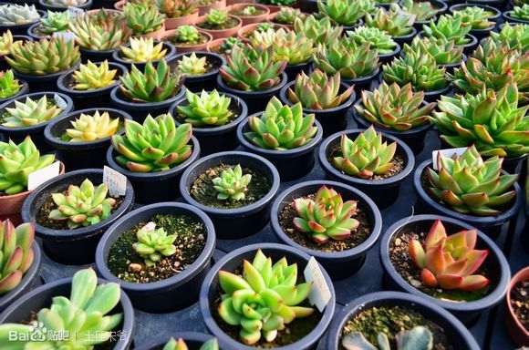 去韩国多肉进货 怎么做好日常安排