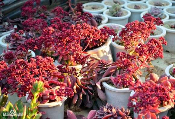 去韩国多肉进货 怎么做好日常安排