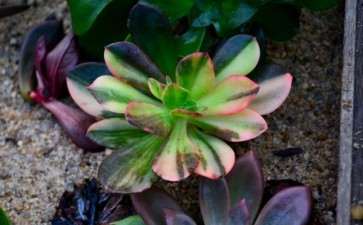 为什么上海多肉大棚都用珍珠岩