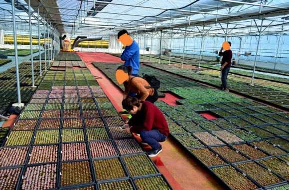 为什么韩国人都在山东开多肉大棚