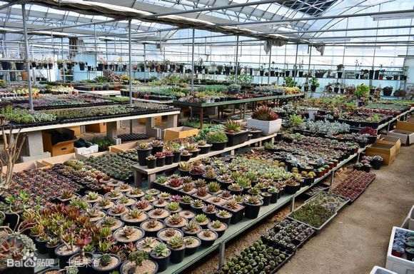 为什么韩国人都在山东开多肉大棚
