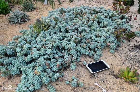 为什么韩国人都在山东开多肉大棚