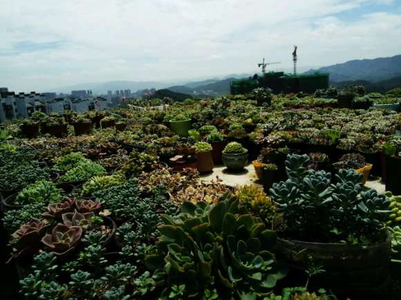 浅谈多肉在二三线城市的市场情况