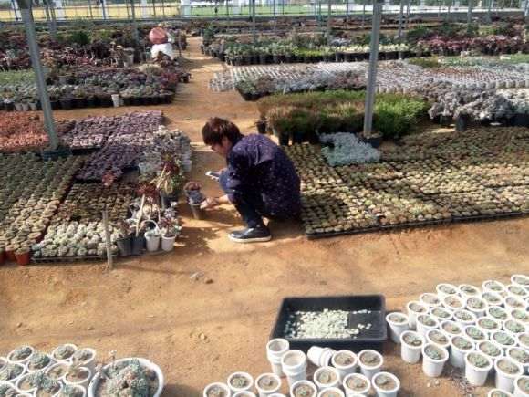 浅谈多肉在二三线城市的市场情况