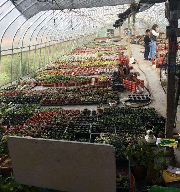 中山南朗多肉大棚地址在哪里