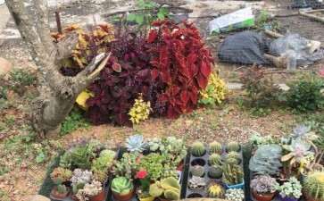 中山南朗多肉大棚地址在哪里 图片